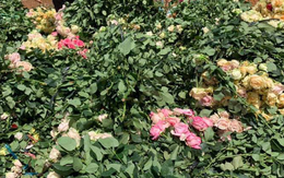 Chủ vườn ngỡ ngàng phát hiện “hoa tặc” cắt sạch 2.000 bông hồng: Vết cắt rất chuyên nghiệp