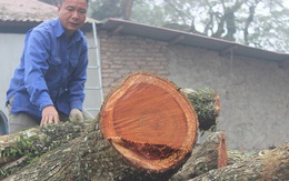 Gần hai năm, lô gỗ sưa ‘trăm tỷ’ ở Hà Nội nằm trong thùng container