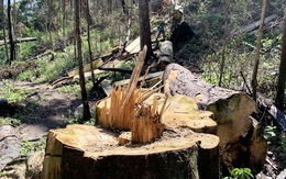 Rừng nguyên sinh bị tàn phá, gỗ lậu lọt vào nhà... Tổ trưởng bảo vệ rừng