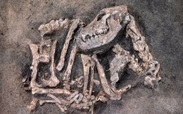 24h qua ảnh: Phát hiện hóa thạch chó từ thời kỳ đồ đá