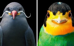 Đầu cắt moi đến râu quai nón - chùm ảnh chân dung cực nghệ của một số loài chim siêu hiếm có khó tìm