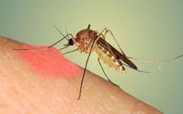 Cảnh giác với các vết muỗi đốt