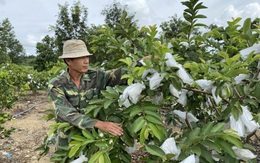 Trồng ổi Trân Châu, bán 8.000 đồng/kg đã có lãi