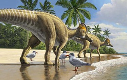 Phát hiện bằng chứng cho thấy khủng long đã đi khắp các đại dương