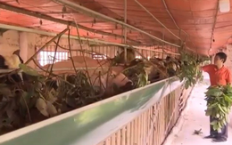 Cách nuôi dê kỳ lạ giúp "đại gia" ven đô xuất khẩu hàng trăm con/năm, thu tiền tỷ