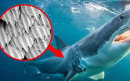 [Video] Bạn có biết da cá mập chứa đầy gai nhọn, và đó là nỗi ác mộng với mọi mầm bệnh, thậm chí cả virus corona