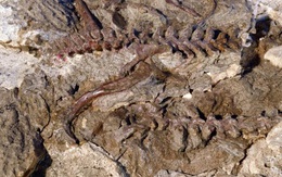 Kinh ngạc hóa thạch sinh vật biến hình dở dang thành quái thú bay