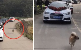 Bịn rịn không muốn cô chủ đi lấy chồng, chú chó chạy theo xe hoa hơn 10km, đến lúc kiệt sức hẳn mới đành dừng lại khiến ai nhìn cũng thương