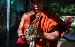 7 ngày qua ảnh: Nhà sư chơi với trăn khổng lồ trong tu viện ở Myanmar