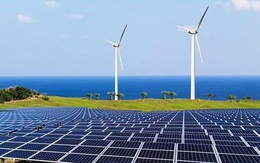 Thủ tướng yêu cầu làm rõ thông tin nhà đầu tư đổ xô làm điện gió ngoài khơi