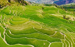 Phát hiện các đồng lúa cổ nhất, lớn nhất thế giới