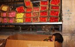 Nhọc nhằn mưu sinh trong giá lạnh ở chợ hoa lớn nhất Thủ đô