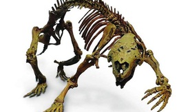 Hãi hùng con thú điên nguyên vẹn 66 triệu tuổi, sống giữa khủng long