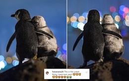 Sự thật bất ngờ đằng sau bức ảnh hai chú chim cánh cụt ôm nhau gây bão