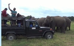 Clip: Đàn voi hoang dã chen nhau xếp hàng chụp ảnh tự sướng cùng khách