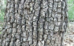Thách thức thị giác 3 giây: Đố bạn tìm ra con rắn trên thân cây xù xì