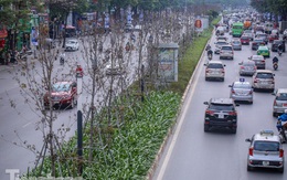 Gần 3 năm chăm sóc, hàng cây phong nứt toác, trụi lá