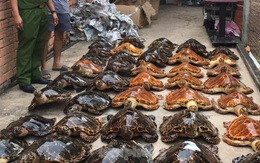 Bắt quả tang vụ buôn bán rùa biển quy mô lớn