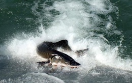Đập Tam Hiệp khiến loài cá tầm to như cá mập trên sông Dương Tử tuyệt diệt?