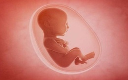 Lần đầu tiên tìm thấy hạt vi nhựa tích tụ trong nhau thai người