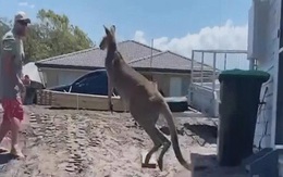 Video: Bị người đàn ông xua đuổi, kangaroo "điên tiết" tung đòn đánh gục