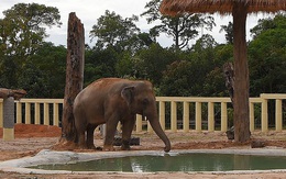 Sau 8 năm, chú voi đơn độc nhất thế giới đã được gặp đồng loại