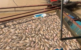 Hơn 800 tấn cá thiệt hại, một người dân mất tích do mưa lũ ở Đắk Lắk
