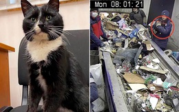 Được cứu từ bãi rác, chú mèo hoang ở Nga trở thành "Thứ trưởng Môi trường" trong đúng một nốt nhạc