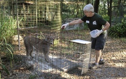 Mỹ: Cho hổ ăn, bị cắn gần đứt lìa cánh tay