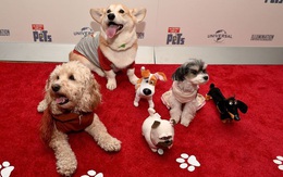 Nuôi chó - Kênh đầu tư dễ thương và siêu lợi nhuận hơn cả Bitcoin trong mùa dịch Covid-19