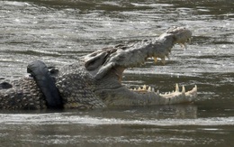 24h qua ảnh: Cá sấu khổng lồ bị kẹt cổ trong lốp xe