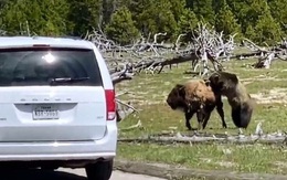 Video: Bò bison bỏ mạng dưới nanh vuốt của gấu xám sau 5 phút giao chiến