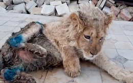 Bức ảnh sư tử con bị bẻ gãy chân để nằm yên cho khách du lịch chụp ảnh gây phẫn nộ dư luận, Tổng thống Nga cũng lên tiếng