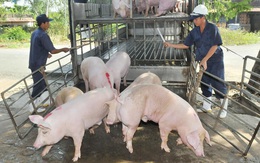 Giá lợn hơi ở Thái chỉ 55.000 đồng/kg, doanh nghiệp Việt xin nhập gấp 80 vạn con lợn sống về giết mổ