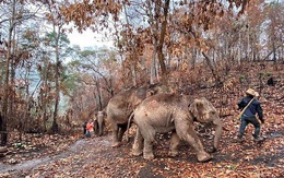 Thất nghiệp vì Covid-19, hàng ngàn chú voi Thái Lan đi bộ về quê