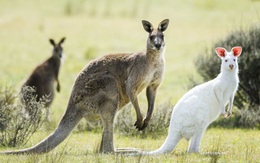 Top 10 sự thật bất ngờ về loài động vật mang tính biểu tượng của Australia
