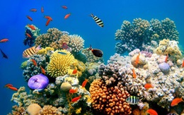 Ngạc nhiên cách san hô tự bảo vệ mình trước sự gia tăng nhiệt độ nước biển