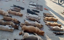 Vụ xác chó nằm la liệt trong đêm ở Thanh Hóa: Bắt giữ một cặp tình nhân