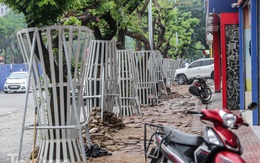 Lo ngại mất trộm, Hà Nội mặc 'áo giáp sắt' cho hàng sưa đỏ