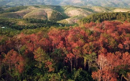 Truy tố kẻ thuê 30 triệu đồng để phá 1 ha rừng
