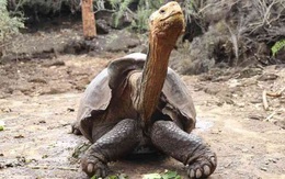 Đưa rùa khổng lồ 100 tuổi trở về đảo Espanola