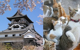 Mèo hoang rủ nhau xâm chiếm pháo đài cổ ở Nhật Bản