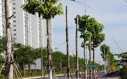 Hàng loạt cây xanh chết khô trên đường 'nghìn tỷ' ở Hà Nội
