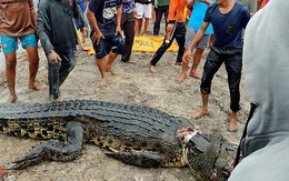 Mổ bụng cá sấu khổng lồ dài gần 6m, dân làng phát hoảng khi nhìn thấy cảnh tượng bên trong