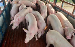 Nhập khẩu 500 lợn sống từ Thái Lan: Giá lợn hơi về Việt Nam là 70.000đ/kg