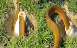 Lươn vàng khủng bị cá 'nuốt trọn' và cái kết