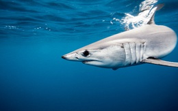 5 kỷ lục thế giới về độ 'khủng' của cá mập sát thủ đại dương