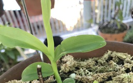 Đam mê Lan đột biến, cô giáo tiểu học Phú Thọ bạo tay chi gần 3 tỷ mua 4 chậu lan Bạch Tuyết và Hiển Oanh 5 cánh trắng về vườn nhà