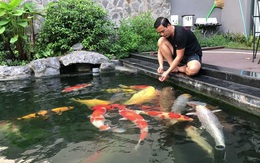 Đại gia kín tiếng Sài thành sở hữu đàn cá Koi "vạm vỡ, độc nhất vô nhị", có con giá nửa tỷ