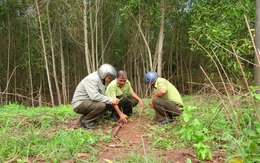 Tìm thấy dấu chân chó tại nơi 2 con báo đen nghi xuất hiện ở giáp ranh 3 xã tại tỉnh Đồng Nai